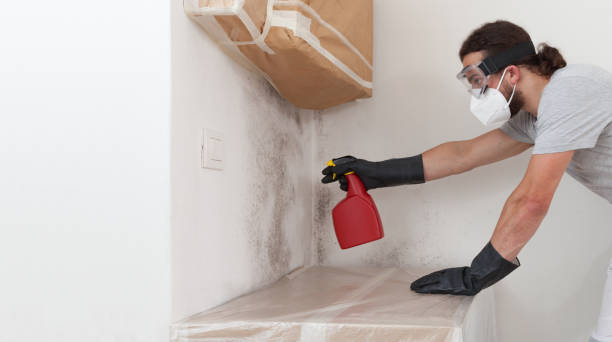 Basement Mold Remediation treatment on basement walls in District Heights
